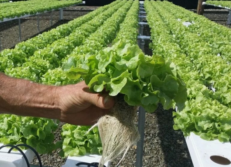 Гидропоника: основные системы и их особенности